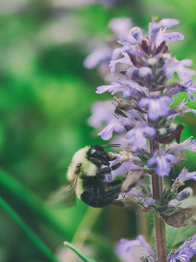 蜜蜂在紫色花瓣上扑哧扑哧的特写镜头